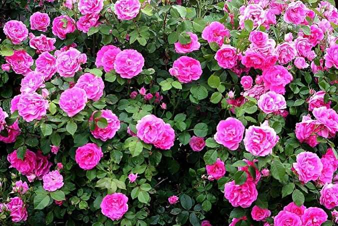 Парковые розы: сорта, характеристика, посадка и уход