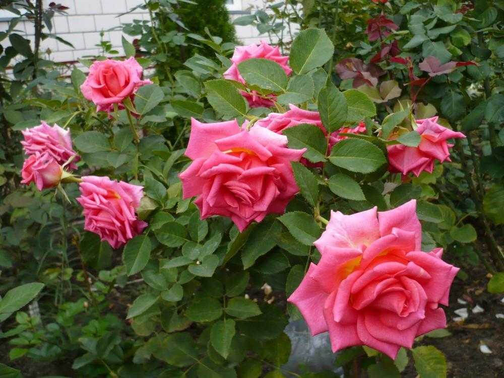 Нежная роза версилия: описание и фото, советы по уходу и выращиванию