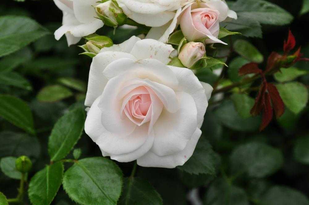 Великолепные розы-шрабы: фото и описание, применение в дизайне сада
великолепные розы-шрабы: фото и описание, применение в дизайне сада