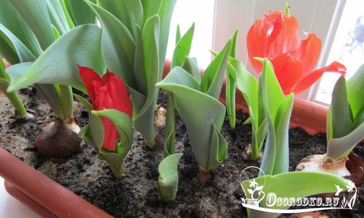 Как вырастить тюльпаны в горшке в домашних условиях