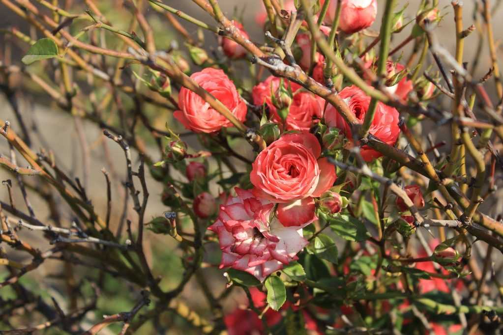 Как ухаживать за розами осенью: обрезка, осенняя подкормка, полив, укрытие на зиму, размножение и пересадка