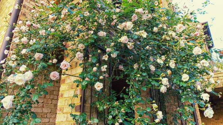Плетистая роза: фото, описание и уход на огороде