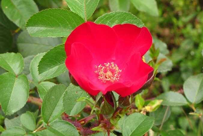 Ароматная роза поль бокюз. описание цветка и фото, особенности ухода и выращивания