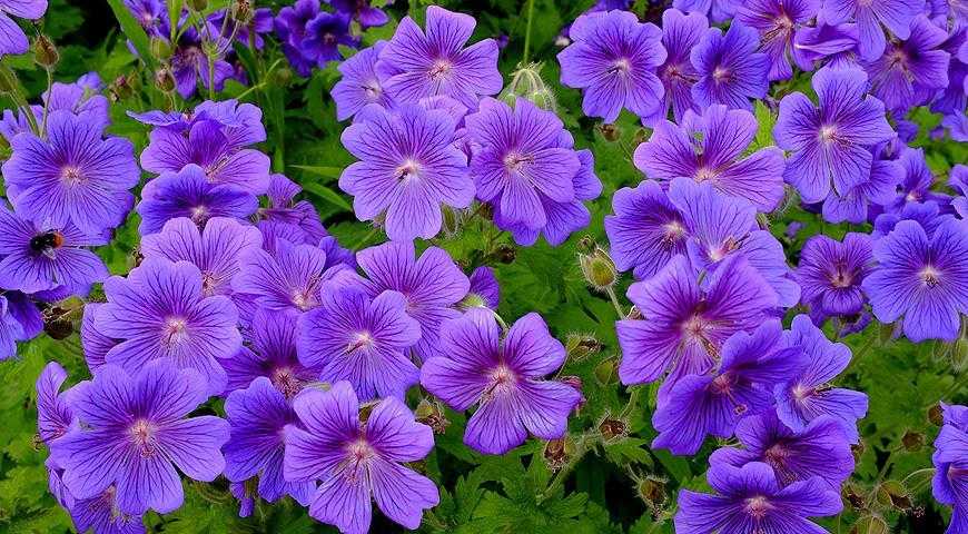 Цветы фиолетового цвета. названия, описание, значение цветов фиолетового цвета