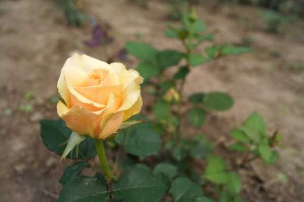 Роза версилия: описание и характеристика чайно-гибридного сорта
