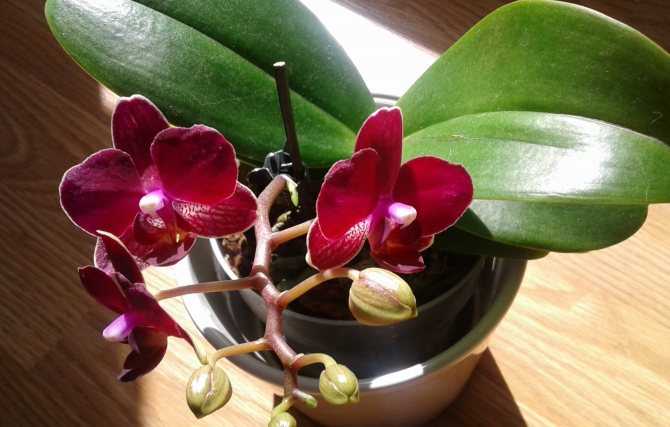 Фаленопсис домашний - уход, фото, пересадка, вредители на орхидее