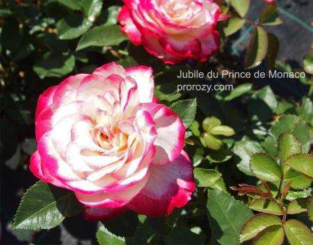 Чайно-гибридный сорт розы принцесса монако из семейства флорибунда, как ухаживать