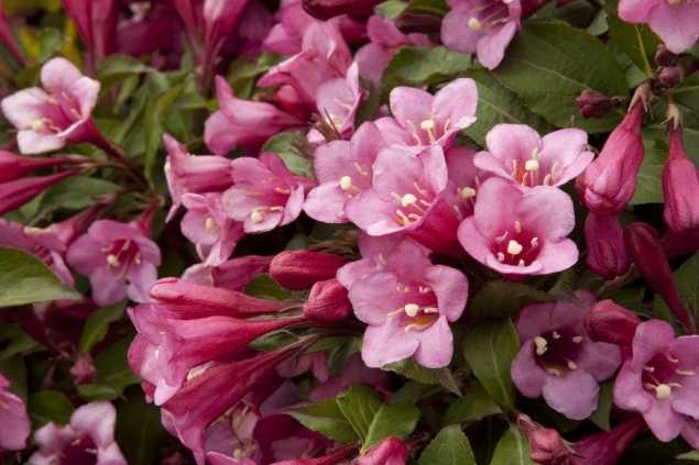 Кустарник вейгела цветущая – необыкновенная красавица на вашем участке. пурпуреа и вариегата
