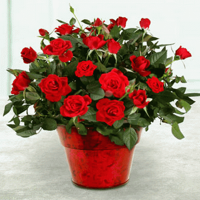 Суданская роза, каркаде (гибискус): описание, выращивание, польза
