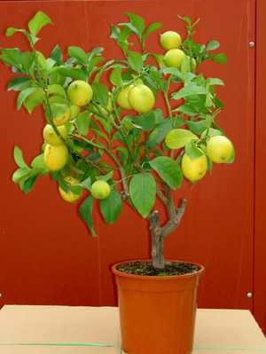 Размножение лимона