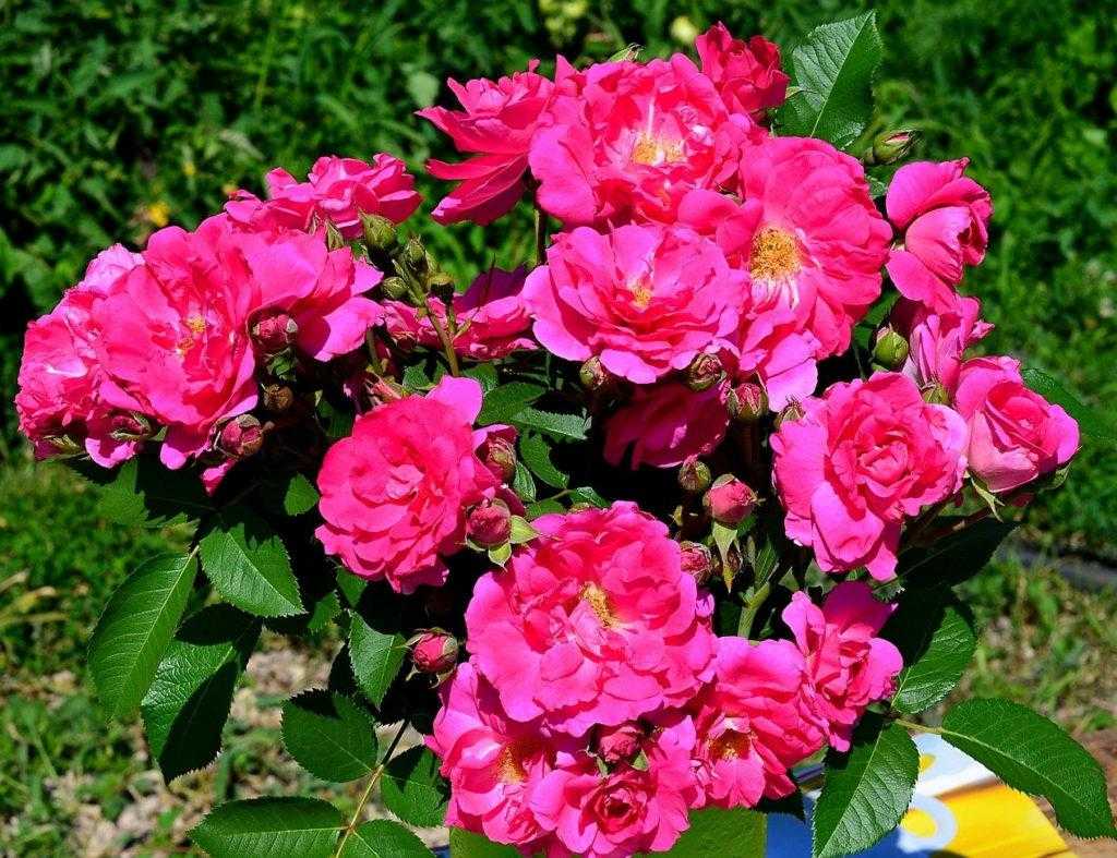 Роза «салита» (29 фото): описание и характеристика плетистого сорта роз «салита», отзывы владельцев
