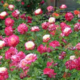 Парковые розы (77 фото): что это такое? виды и сорта, правила ухода и выращивания. как укрыть их на зиму? особенности обрезки растений