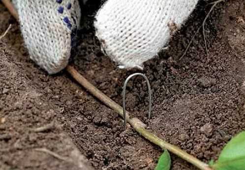 Клематис тайга (clematis taiga): описание и фото гибридного сорта + особенности посадки, размножения, ухода и обрезки