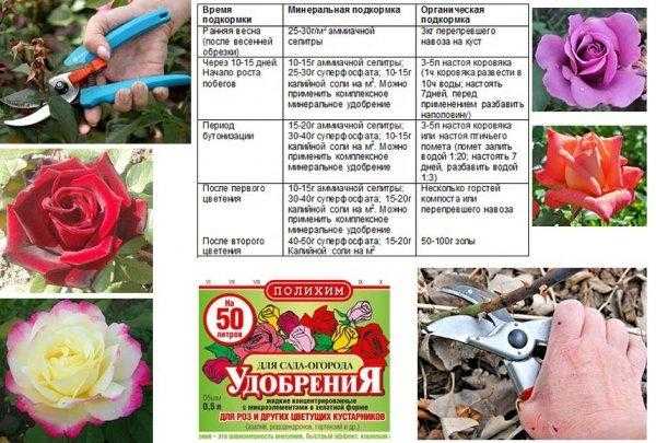 Лучшие удобрения для роз весной, летом и осенью: виды, названия, сроки, чем подкормить розы для обильного цветения