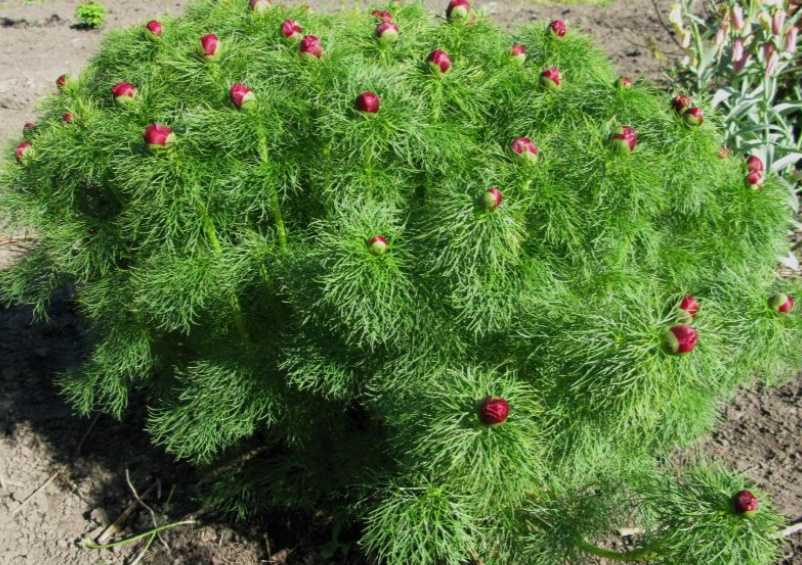 Пион тонколистный (paeonia tenuifolia) — посадка и уход в открытом грунте