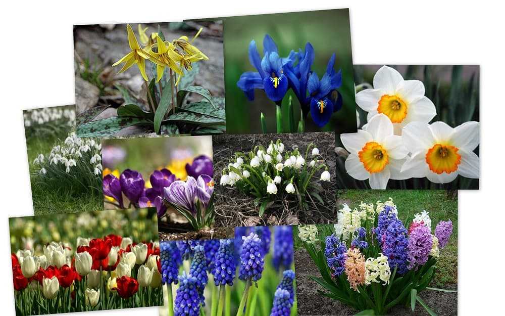 Определите несколько растений весенних цветников. Нарциссы первоцветы луковичные. Ирис, гиацинт, Крокус, примула. Тюльпаны примулы нарциссы. Первоцветы подснежники гиацинты.