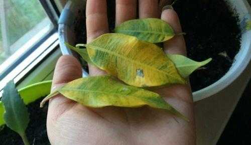 Фикус бенджамина: желтеют, опадают листья причины и их устранение