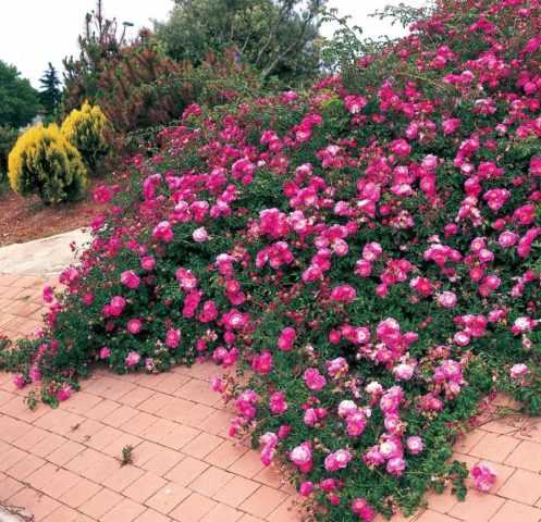 Почвопокровные розы: описание сортов, посадка и уход в открытом грунте