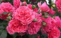 Роза плетистая «розариум ютерсен»: описание сорта, фото и отзывы