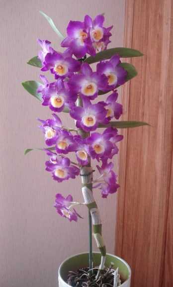 Пересадка орхидеи дендробиум