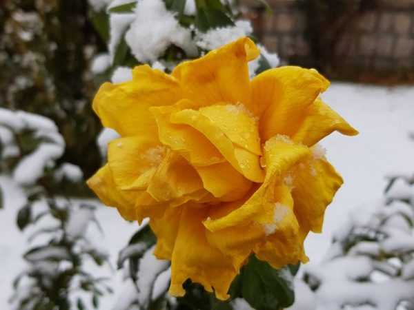 Когда и чем лучше укрыть розы на зиму: сроки, правила и лучшие материалы для укрытия