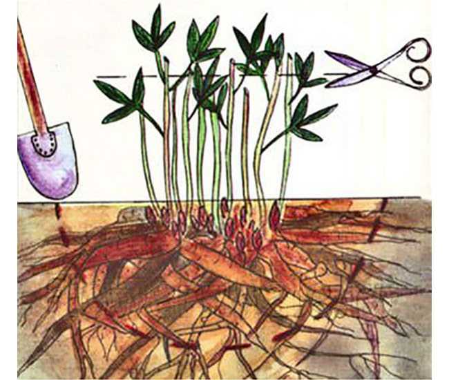 Астра пионовидная: фото сортов, выращивание из семян, посадка и уход, отзывы