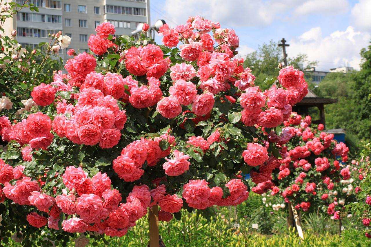 Роза супер дороти: секреты выращивания и обильного цветения | домсадовника
