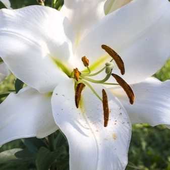 Лилия (101 фото): посадка и уход за цветком в открытом грунте. как выглядит садовая лилия? как рассаживать луковицы весной? оформление участка лилиями