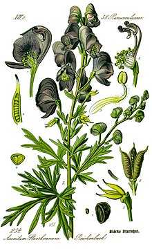 Аконит белоустый (борец) – aconitum lycoctonum worosch.семейство лютиковые – ranunculaceae