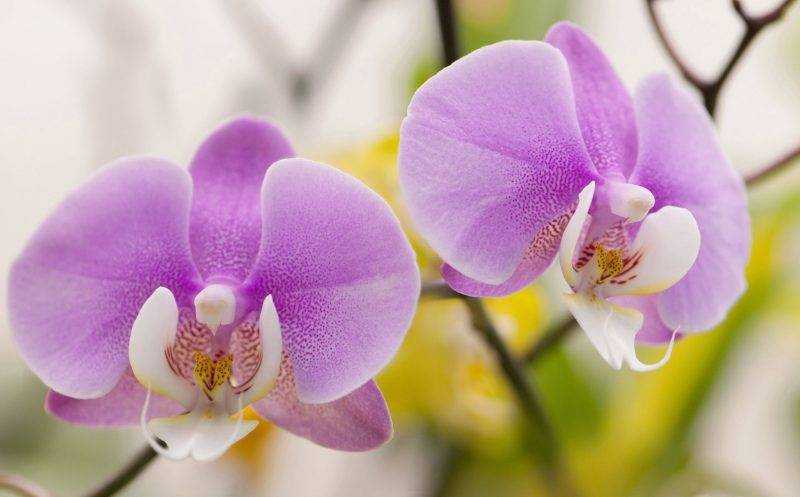 Орхидея ванда: виды и уход в домашних условиях
