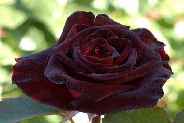 Роза "черная магия" - фото и описание