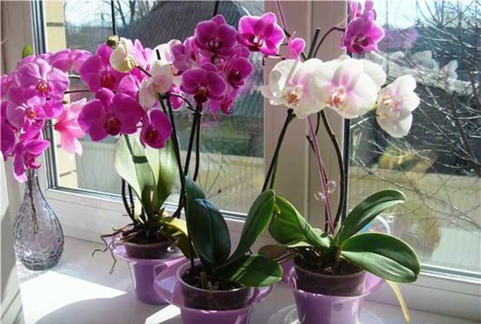 Варианты как правильно и какими средствами можно подкармливать орхидеи