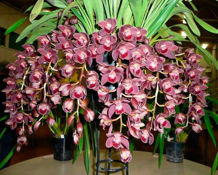 Комнатное растение орхидея: описание, фото, видео, секреты выращивания и уход за орхидеями