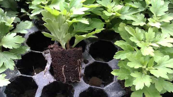 Уход за хризантемой в домашних условиях, выращивание в горшке, сорта, фото