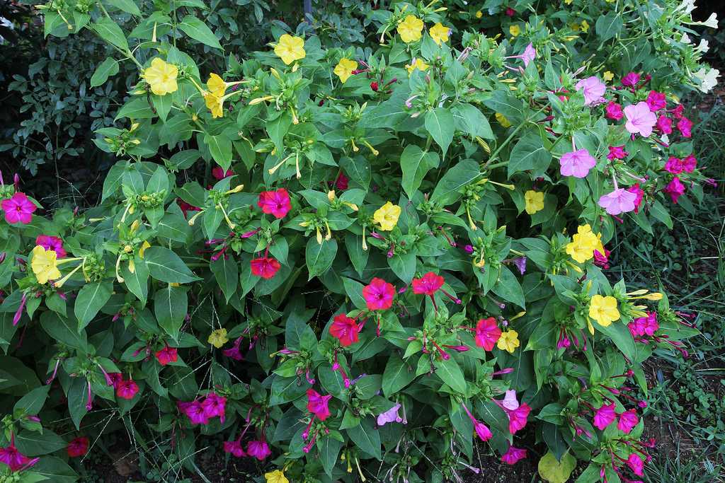 Мирабилис фото цветов, размножение, выращивание, посадка и уход за мирабилисом