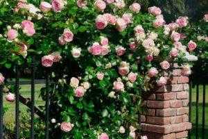 Пионовидные розы: описание 15 лучших сортов, посадка и уход в открытом грунте