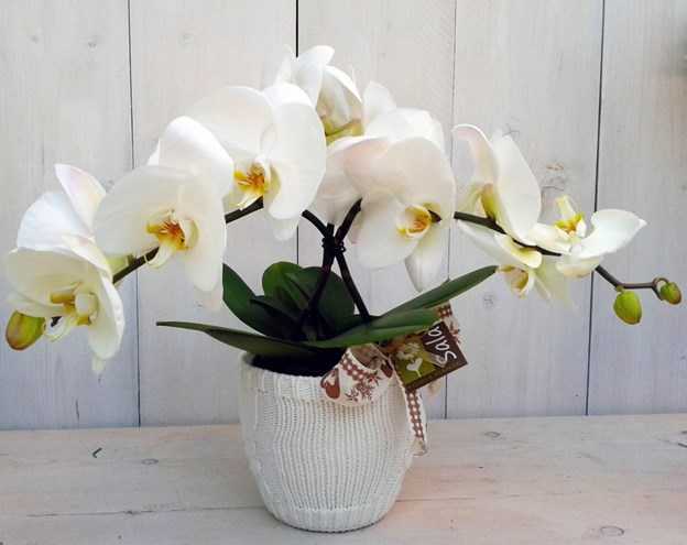 Виды и сорта орхидеи фаленопсис