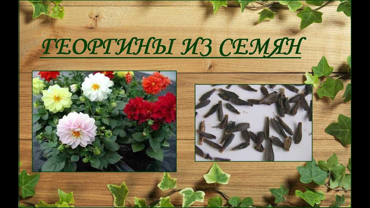 Благоприятные дни для посадки однолетних георгинов на рассаду в 2021 году по фазам луны