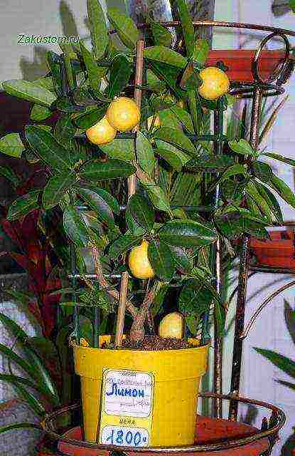 Выращивание лимона павловского дома