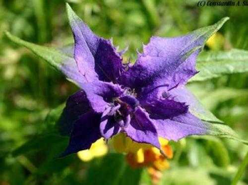 Иван-да-марья: лечебные свойства цветка и противопоказания
