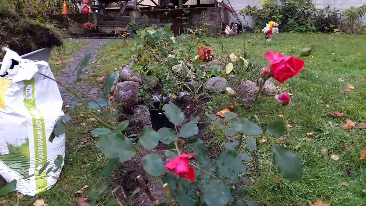 Правила посадки роз осенью
