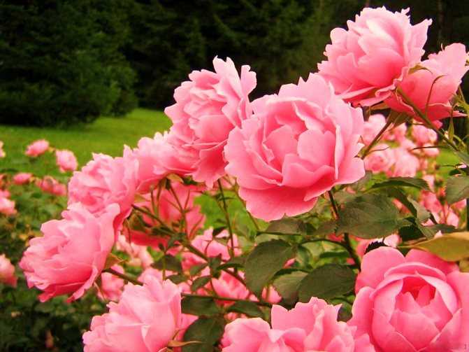Сорта ароматных роз с фото и описанием