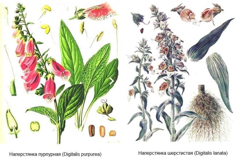 ᐉ наперстянка крупноцветковая - полезные свойства, описание - roza-zanoza.ru