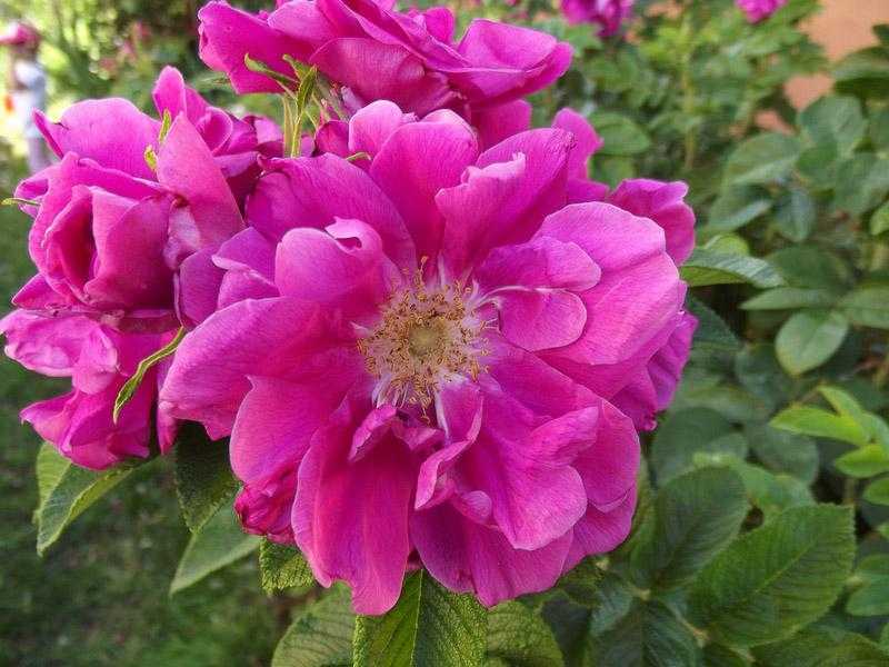 Сорт розы флорибунда новалис из коллекции «сказочные розы»: выращивание и уход