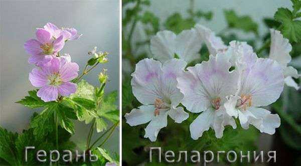 Родина герани: из какой страны к нам пришел этот цветок? особенности происхождения растения