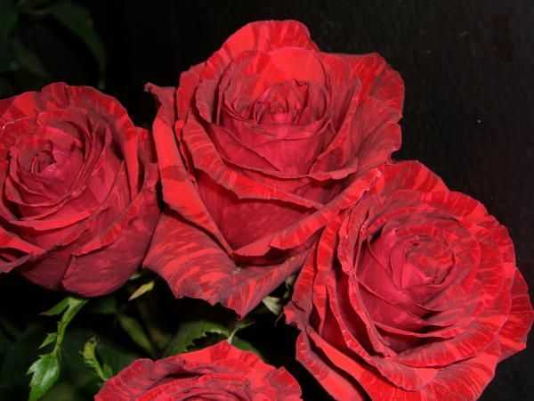 Роза фокус покус (hocus pocus) — описание сортовой культуры