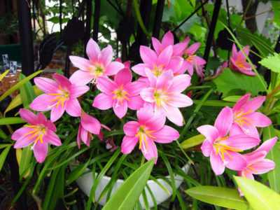 Зефирантес — цветок, любящий прохладу