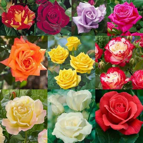 Роза Бомбастик: фото  описание сорта, особенности цветков