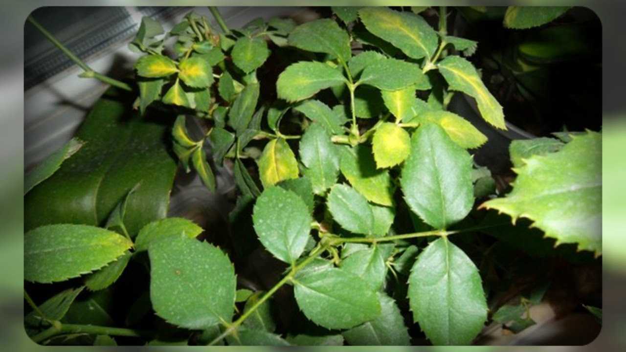 Почему у спатифиллума желтеют и сохнут листья?