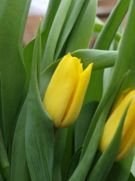 Тюльпан - фото, посадка и уход, описание цветка, выгонка дома, пересадка
